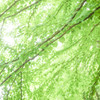 ５月の緑１