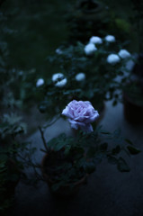 庭先の薔薇２