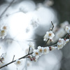 梅２