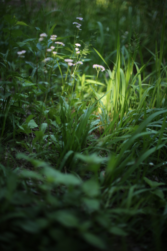 ヒメジョオン２