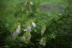 雨の日の花々３
