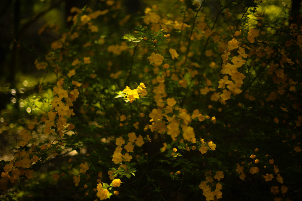 春の花木３