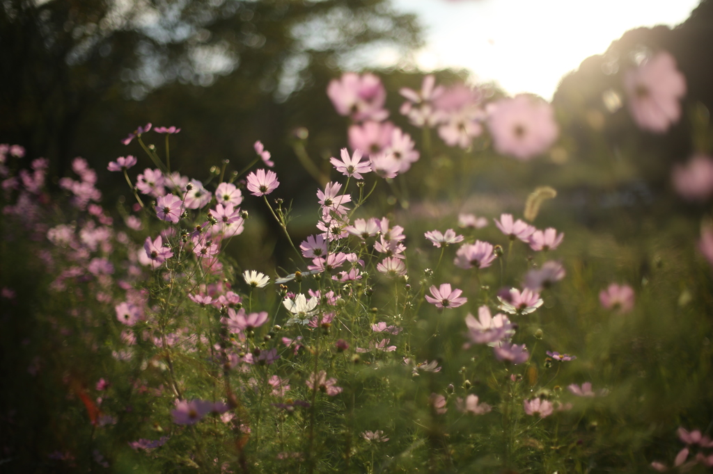 公園のコスモス２