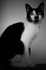 黒白猫３