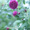 追憶の薔薇１