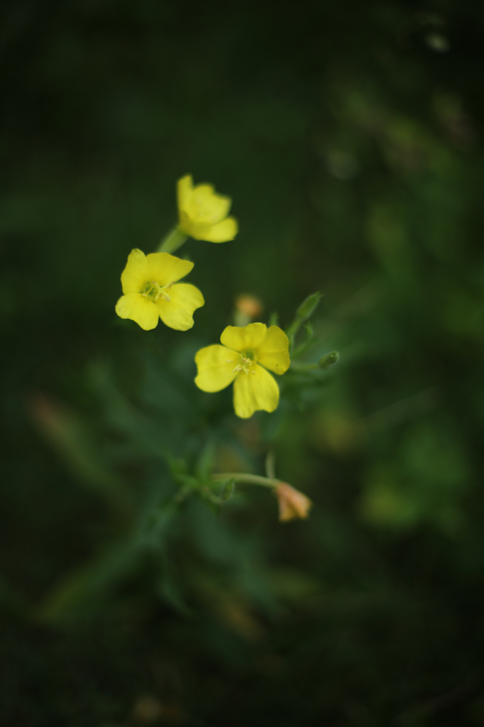 高原の花４