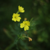 高原の花４