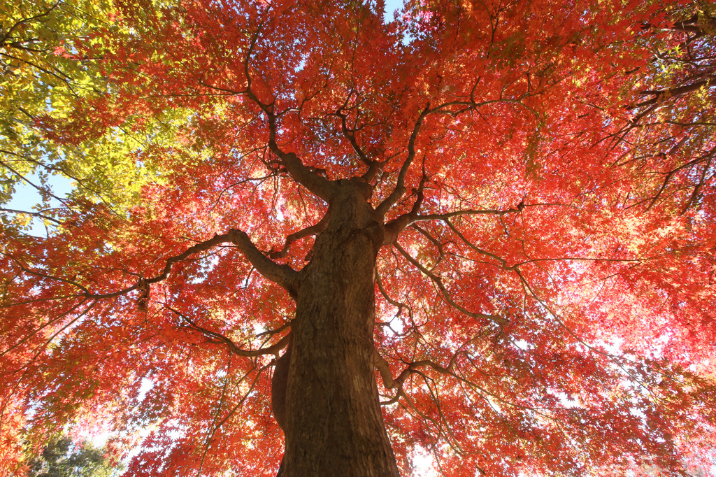 秋の木３