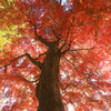 秋の木３