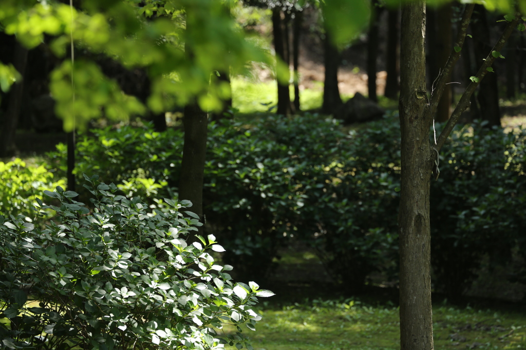 公園風景１