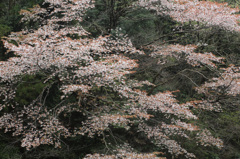 山の桜３