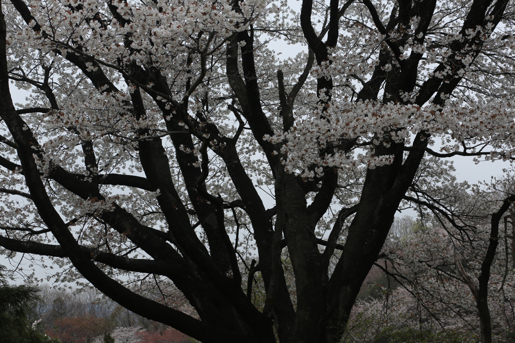 山の桜２