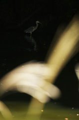 ススキのある風景３