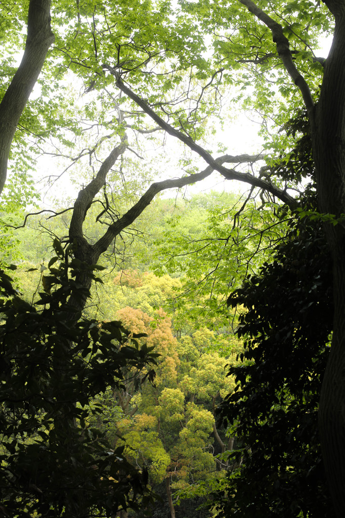 公園の新緑２