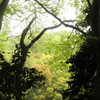 公園の新緑２
