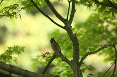 新緑で食事（散歩で出会った鳥４）