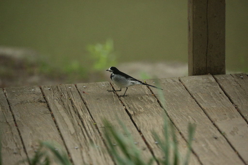 そぞろ歩き（散歩で出会った鳥３）