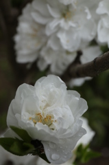 春雨の後で