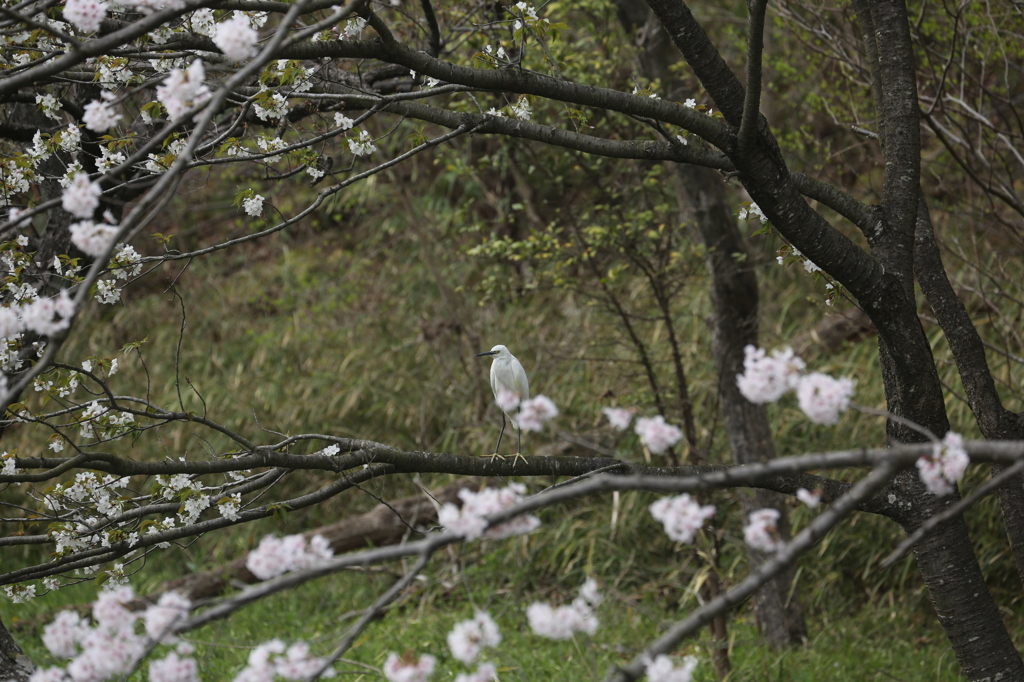 私は美しい（散歩で出会った鳥１）