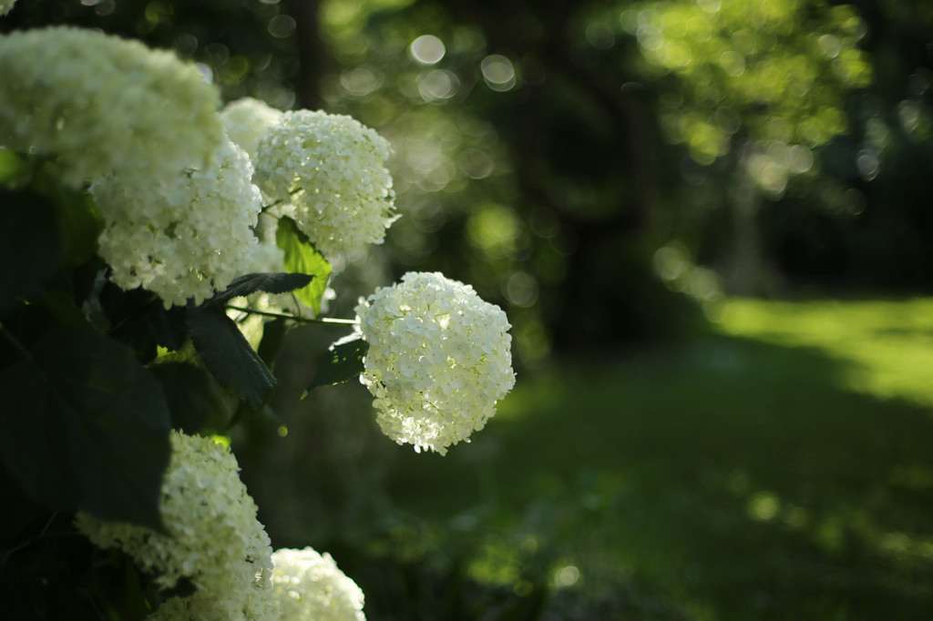 紫陽花風景１