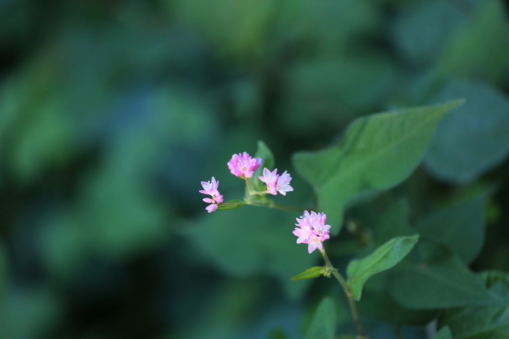 秋の野花　ミゾソバ１