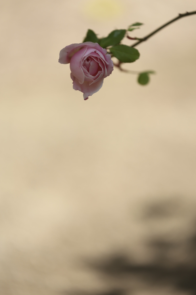 初薔薇