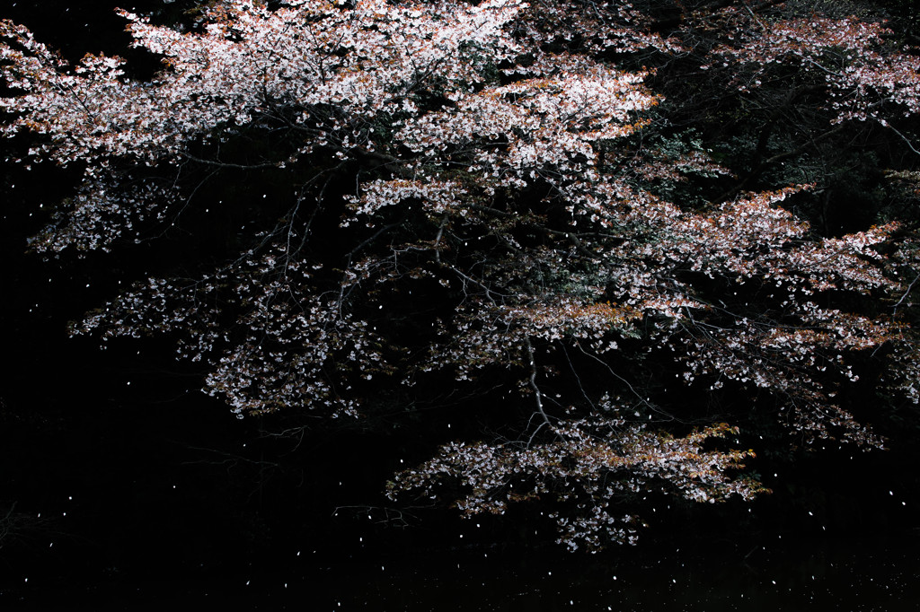 散る桜