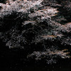 散る桜
