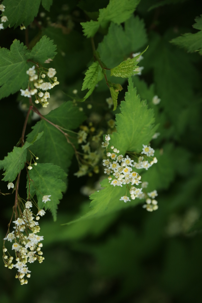 山の花木　白花３