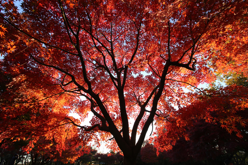 紅葉３