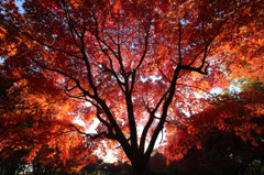 紅葉３