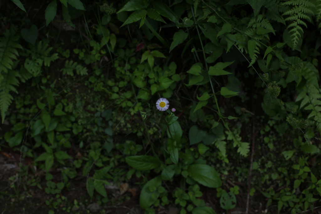 ヒメジョオン３