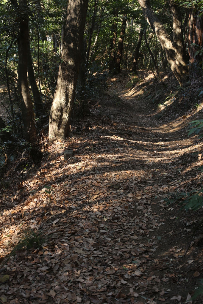 私の散歩道２