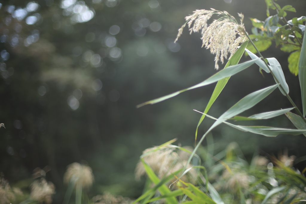 秋の野花　葦