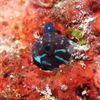 海水魚