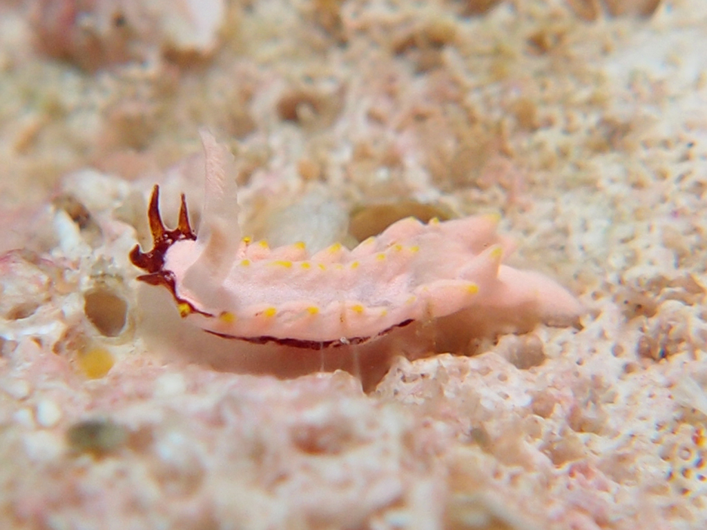 ナゾノウミウシ