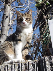 猫