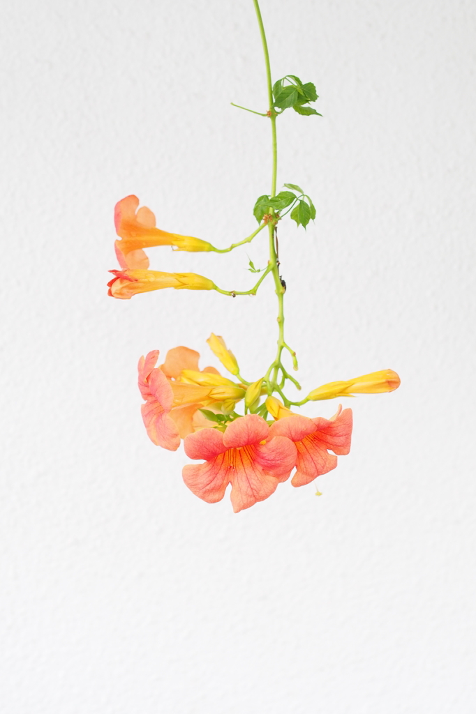 Chinese trumpet creeper
