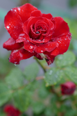 Hybrid Tea Rose系？