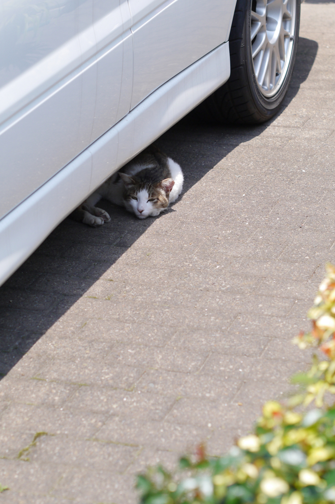 轢かれないでね