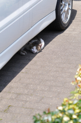 轢かれないでね