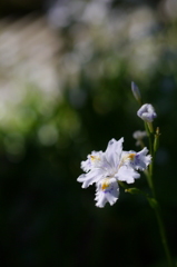影の華