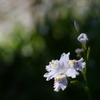 影の華