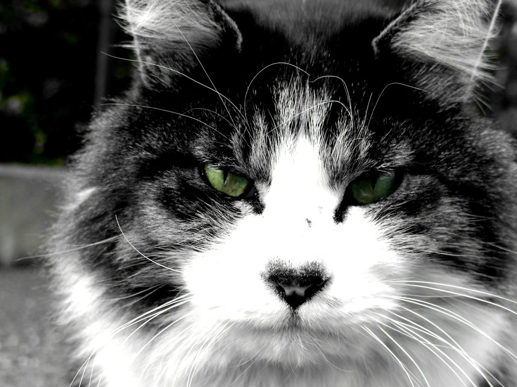 猫