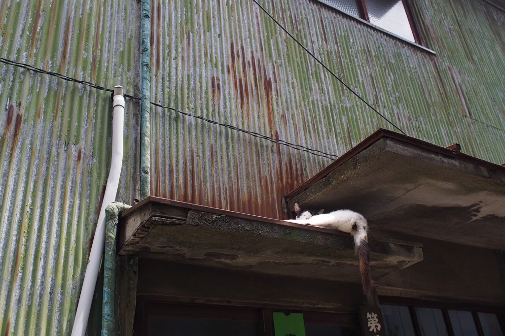 今日の猫