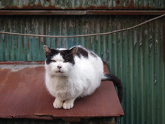猫