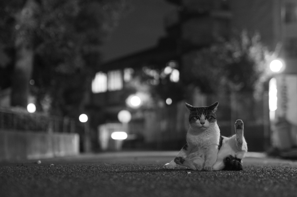 今日の猫