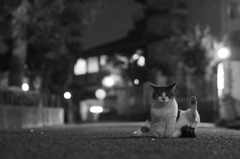 今日の猫