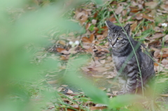 今日の猫