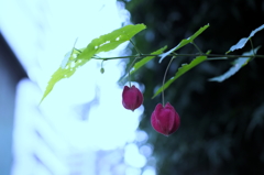 P0005798